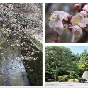 Newsletter n. 4 – 26 marzo 2023 – A SPASSO PER KYOTO
